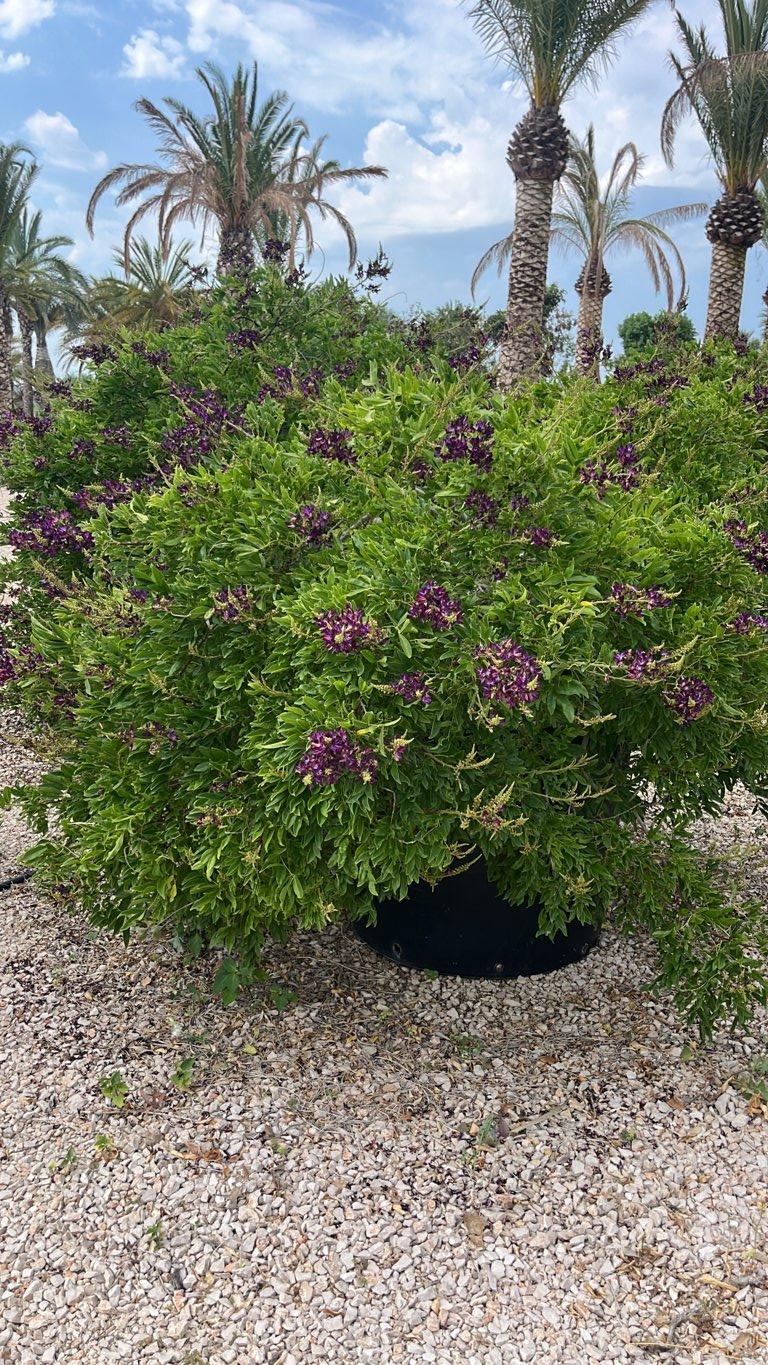 MILLETIA SATSUMA Glicine rosso