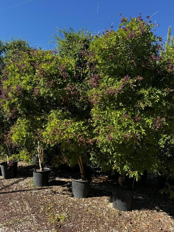 MILLETIA SATSUMA Glicine rosso