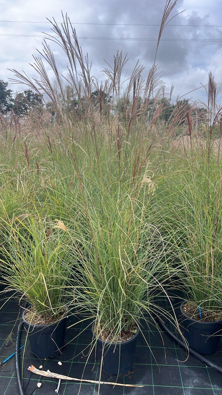 MISCANTHUS SINENSIS GRACILLIMUS Canna cinese zebrata