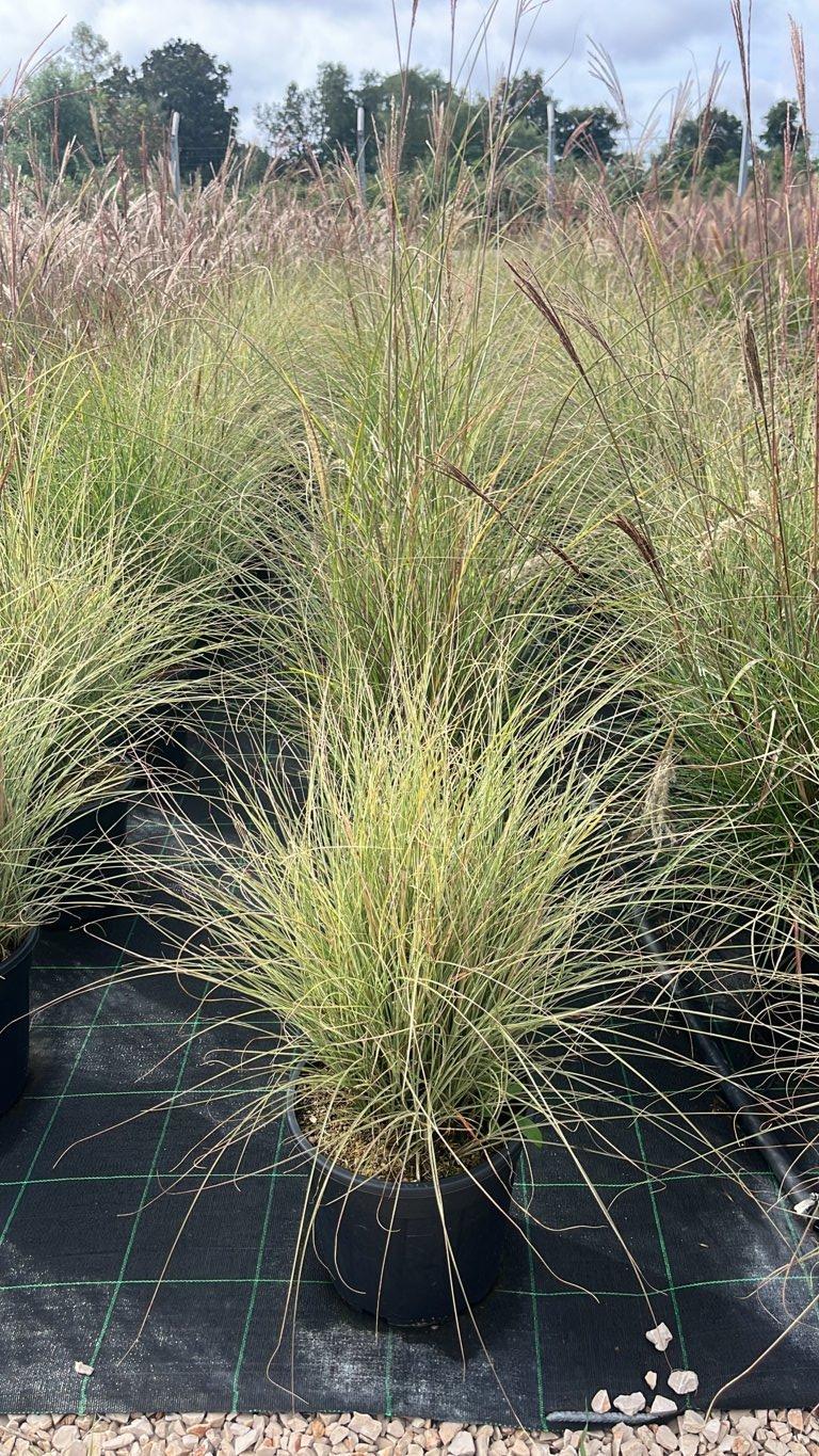 MISCANTHUS SINENSIS MORNING LIGHT Canna cinese zebrata