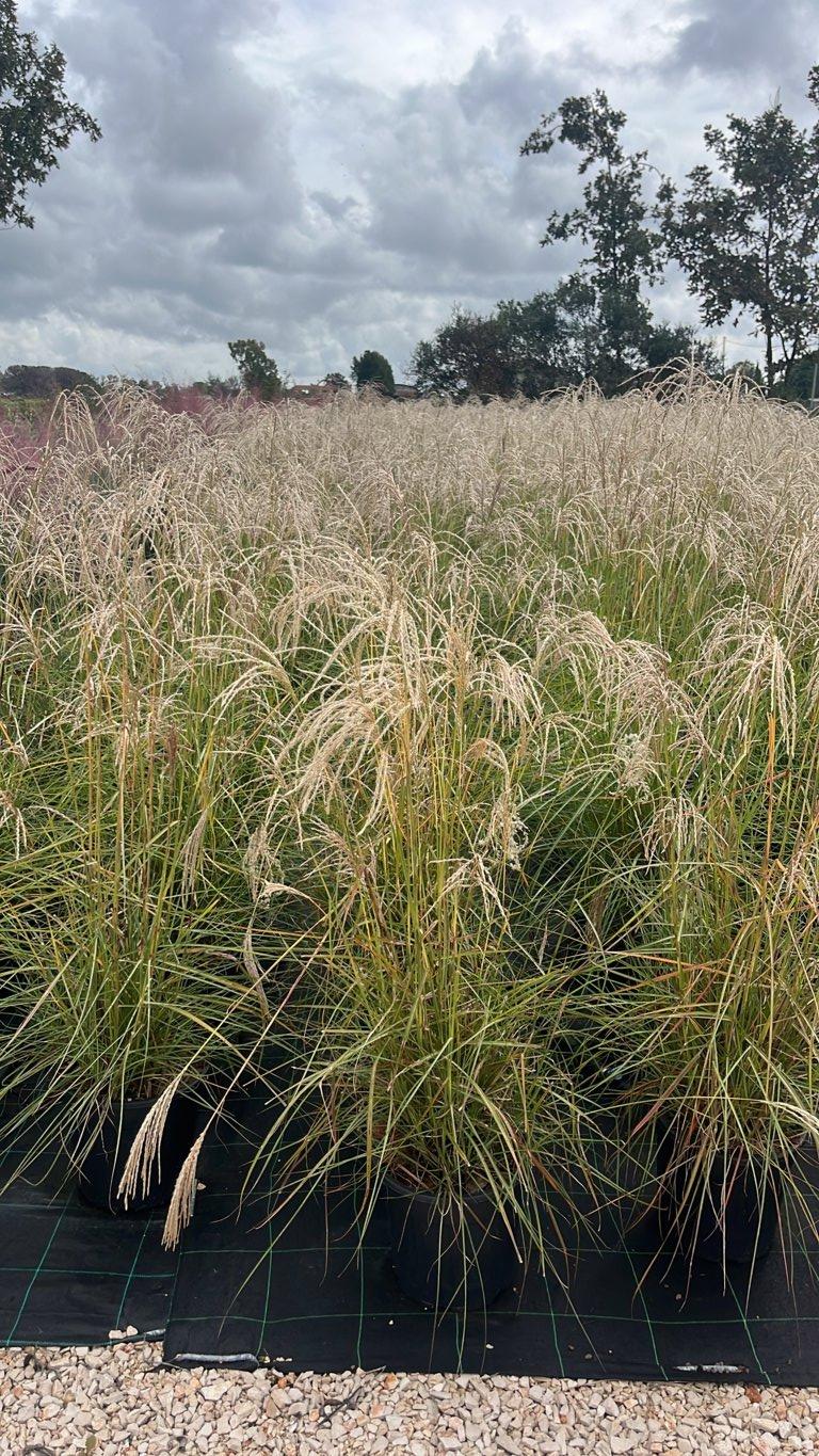 MISCANTHUS SINENSIS PINK CLOUD Canna cinese zebrata