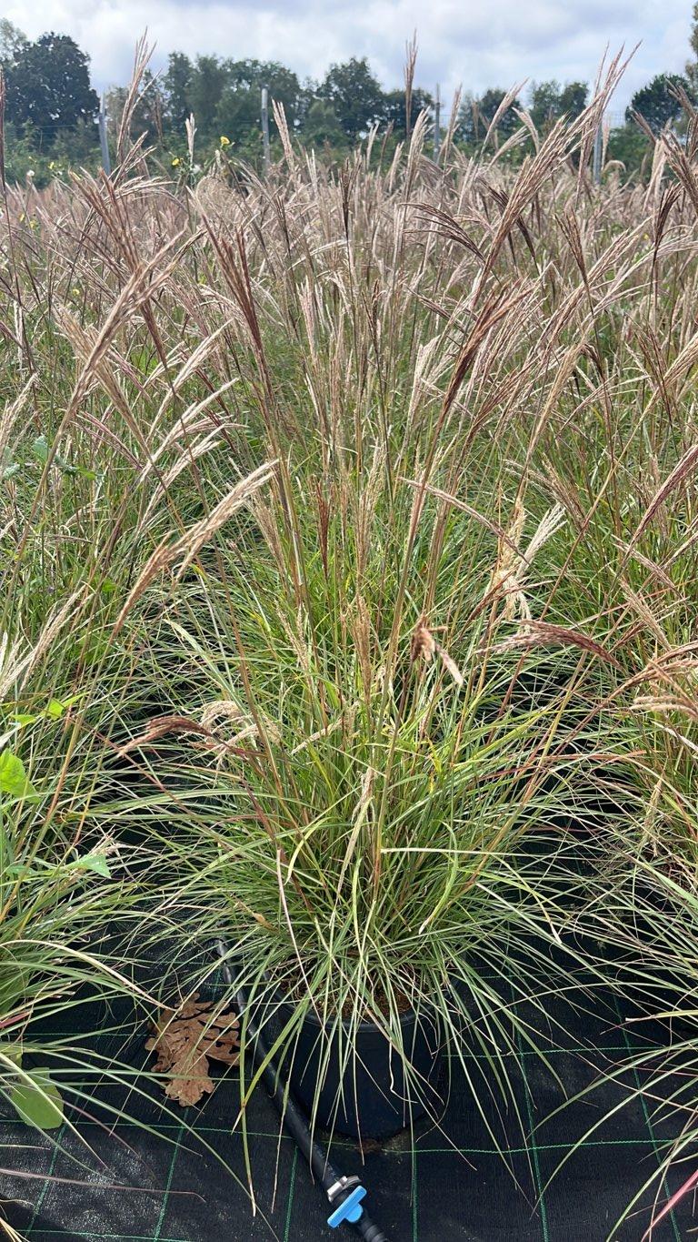 MISCANTHUS SINENSIS RED CHIEF Canna cinese zebrata