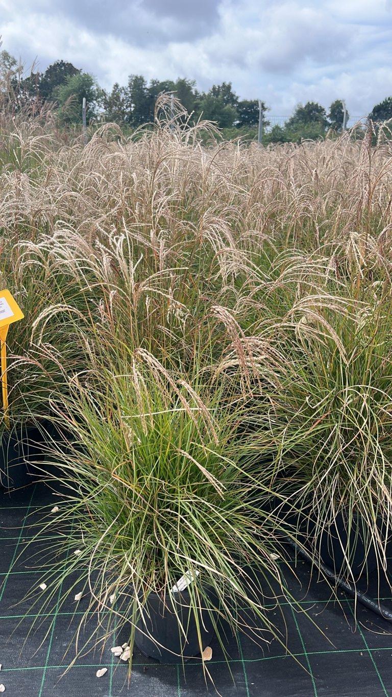 MISCANTHUS SINENSIS RED CLOUD Canna cinese zebrata