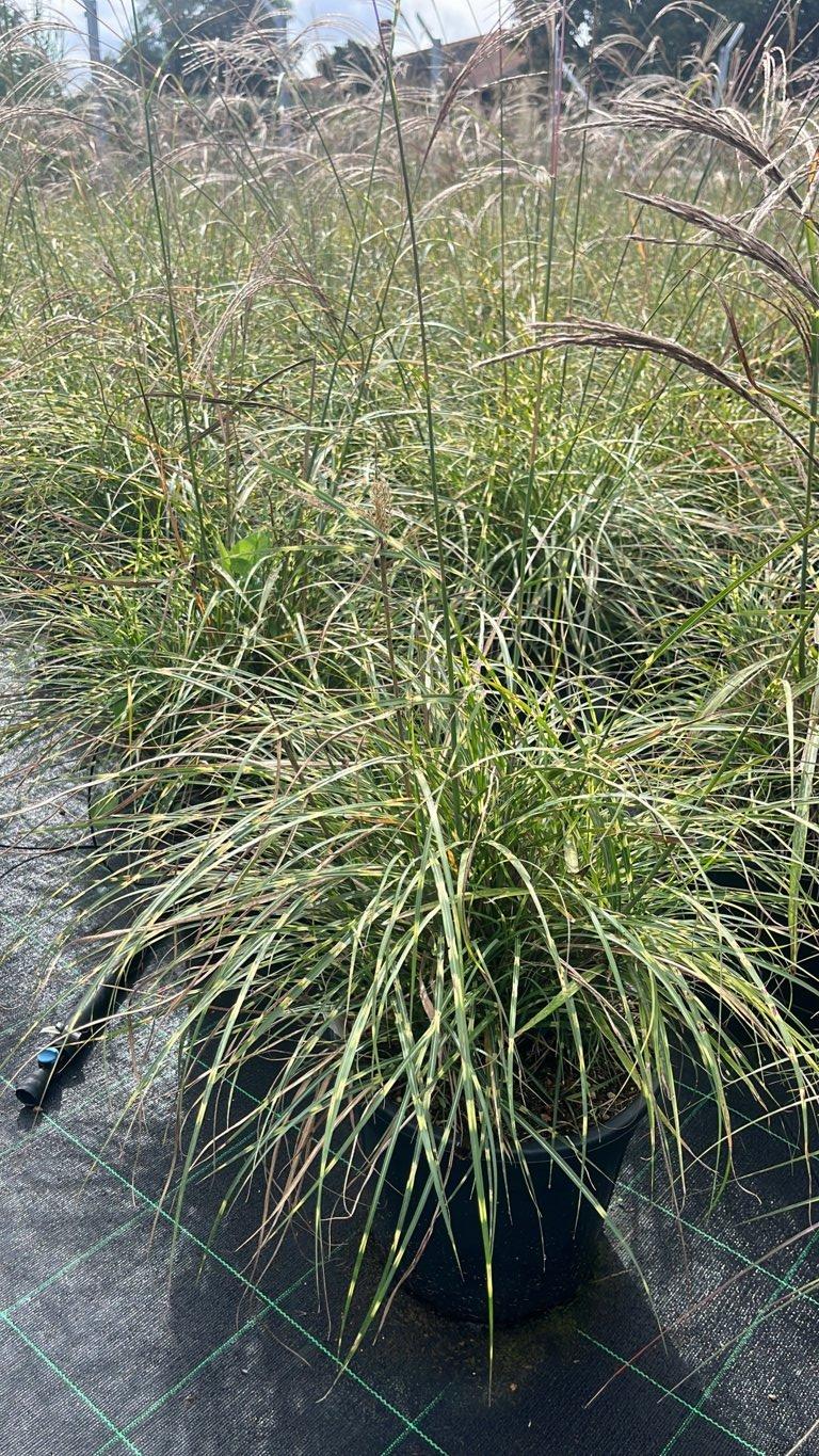 MISCANTHUS SINENSIS STRICTUS DWARF Canna cinese zebrata