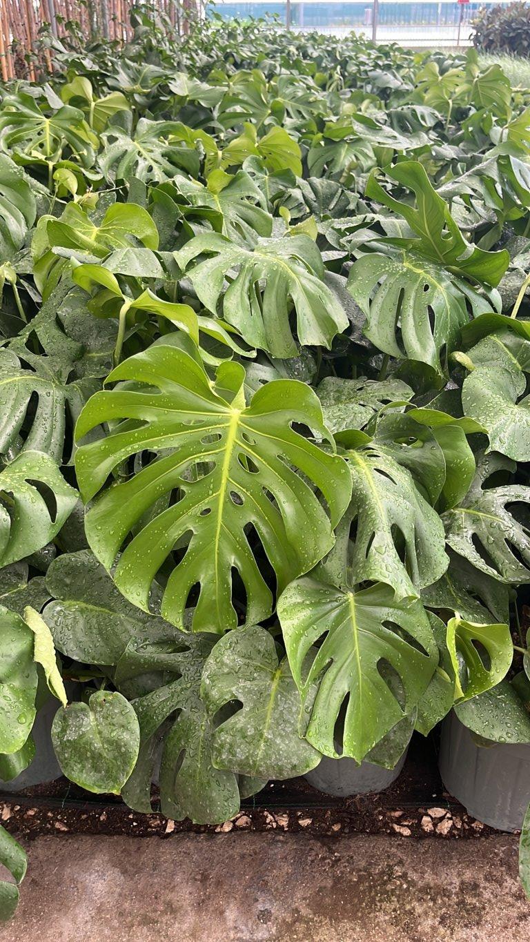 MONSTERA DELICIOSA TAUERII Monstera