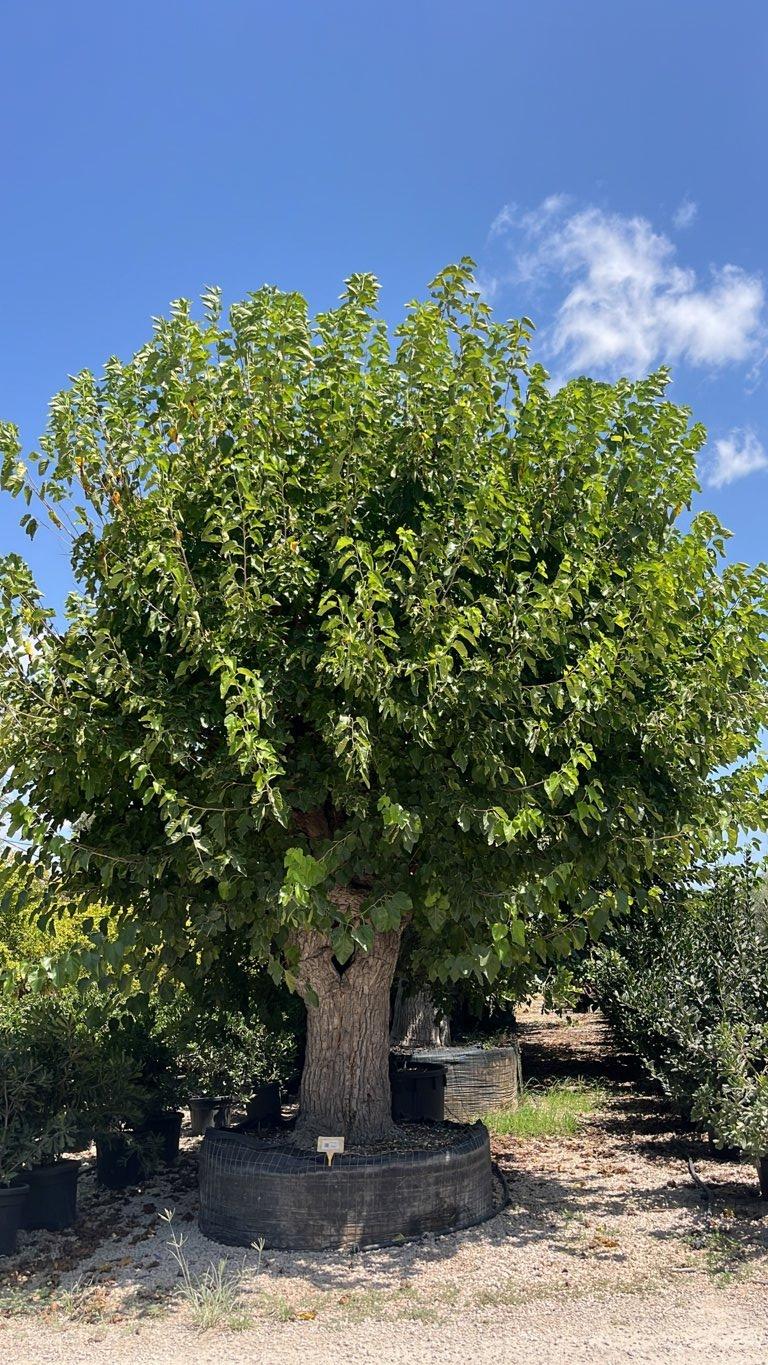 MORUS ALBA Gelso bianco