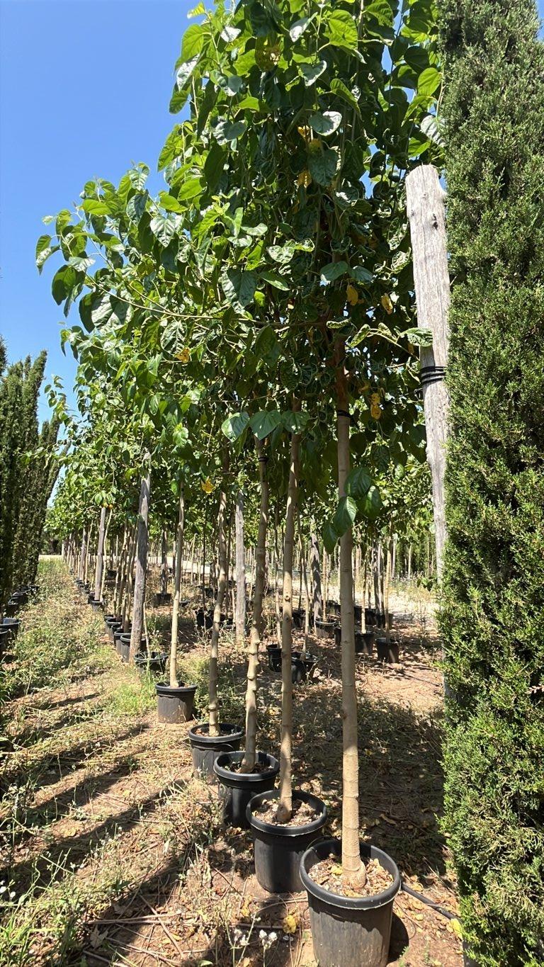 MORUS ALBA Gelso bianco