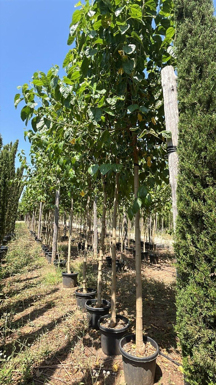 MORUS ALBA Gelso bianco