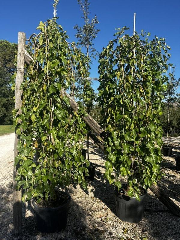 MORUS ALBA PENDULA Gelso bianco