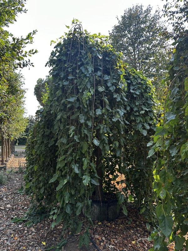 MORUS ALBA PENDULA Gelso bianco