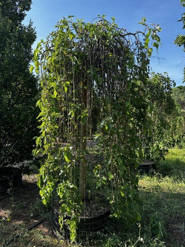 MORUS NIGRA PENDULA Gelso sterile