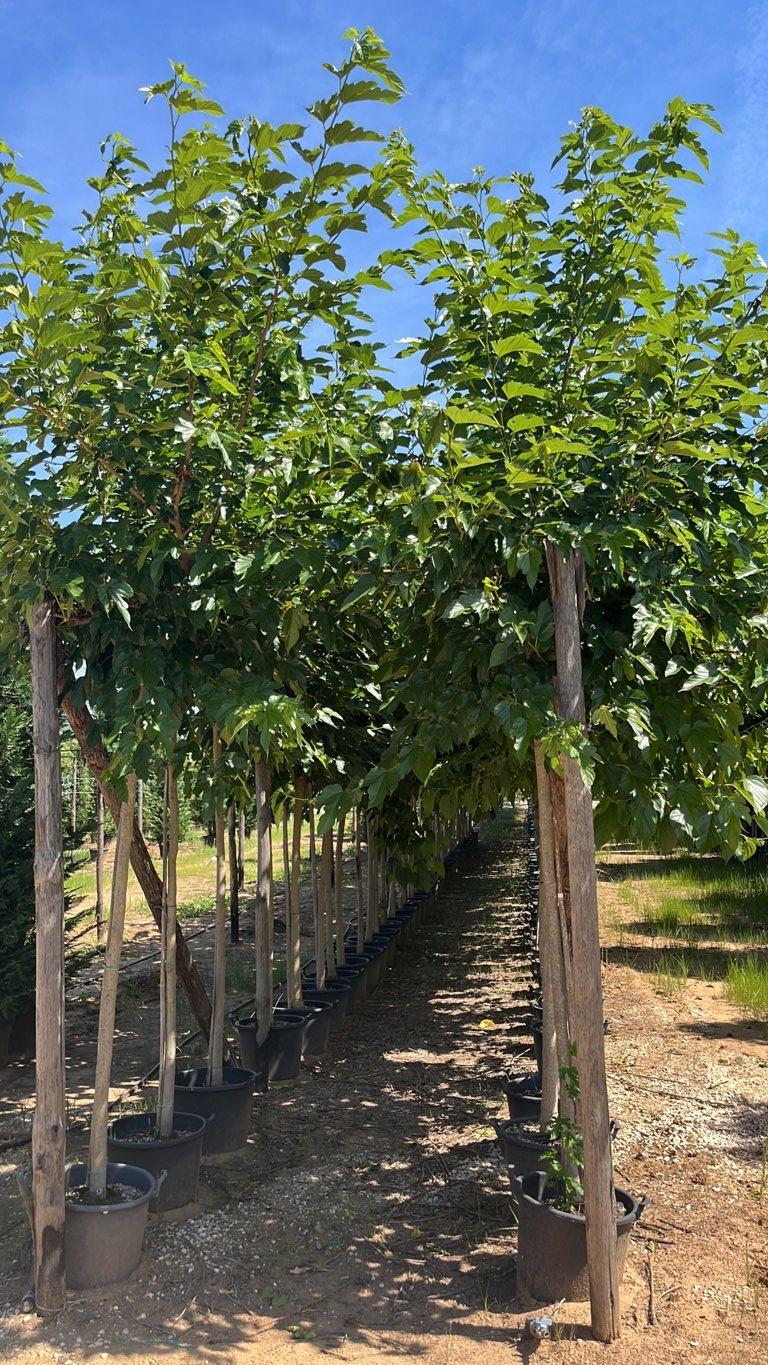 MORUS PLATANIFOLIA FRUITLESS Gelso sterile