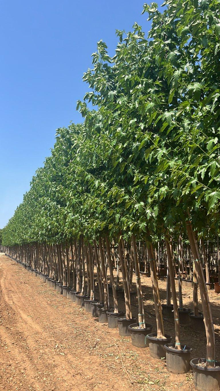 MORUS PLATANIFOLIA FRUITLESS Gelso sterile