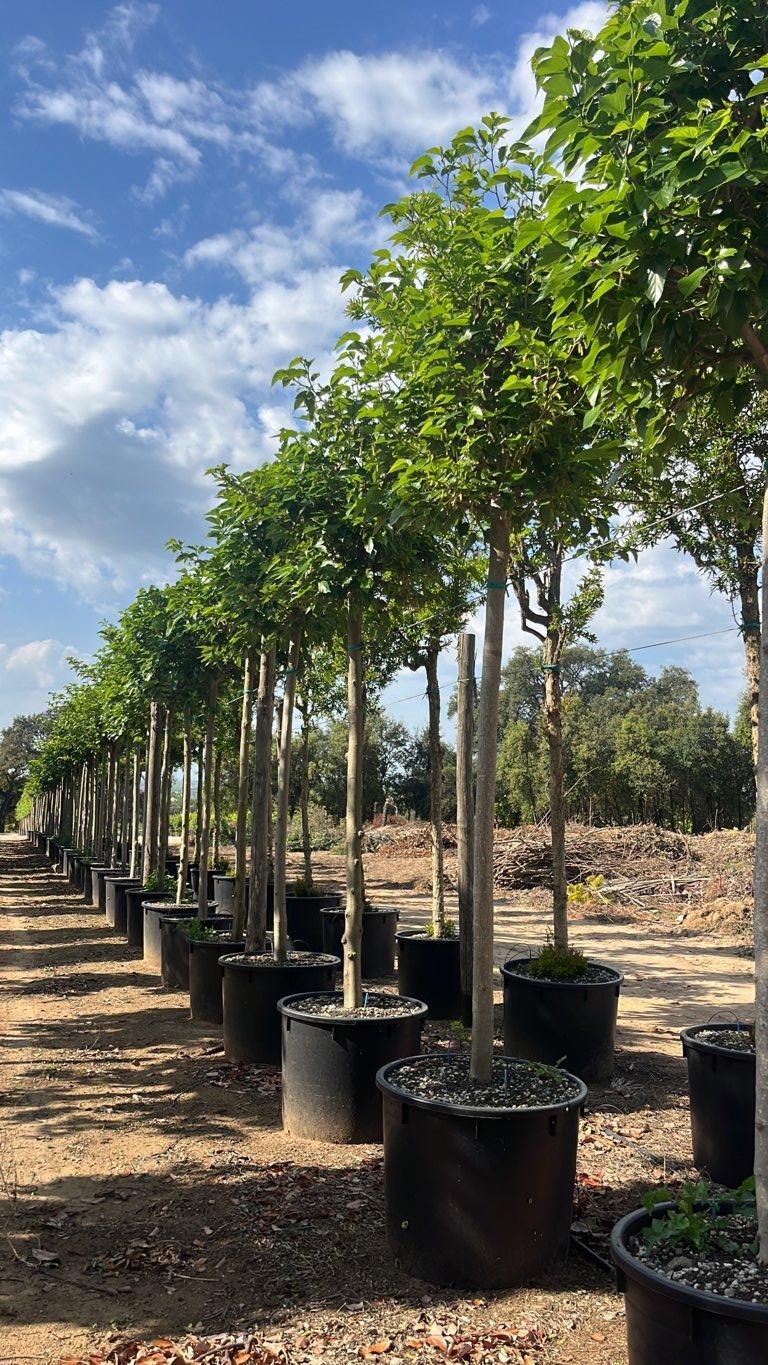 MORUS PLATANIFOLIA FRUITLESS Gelso sterile