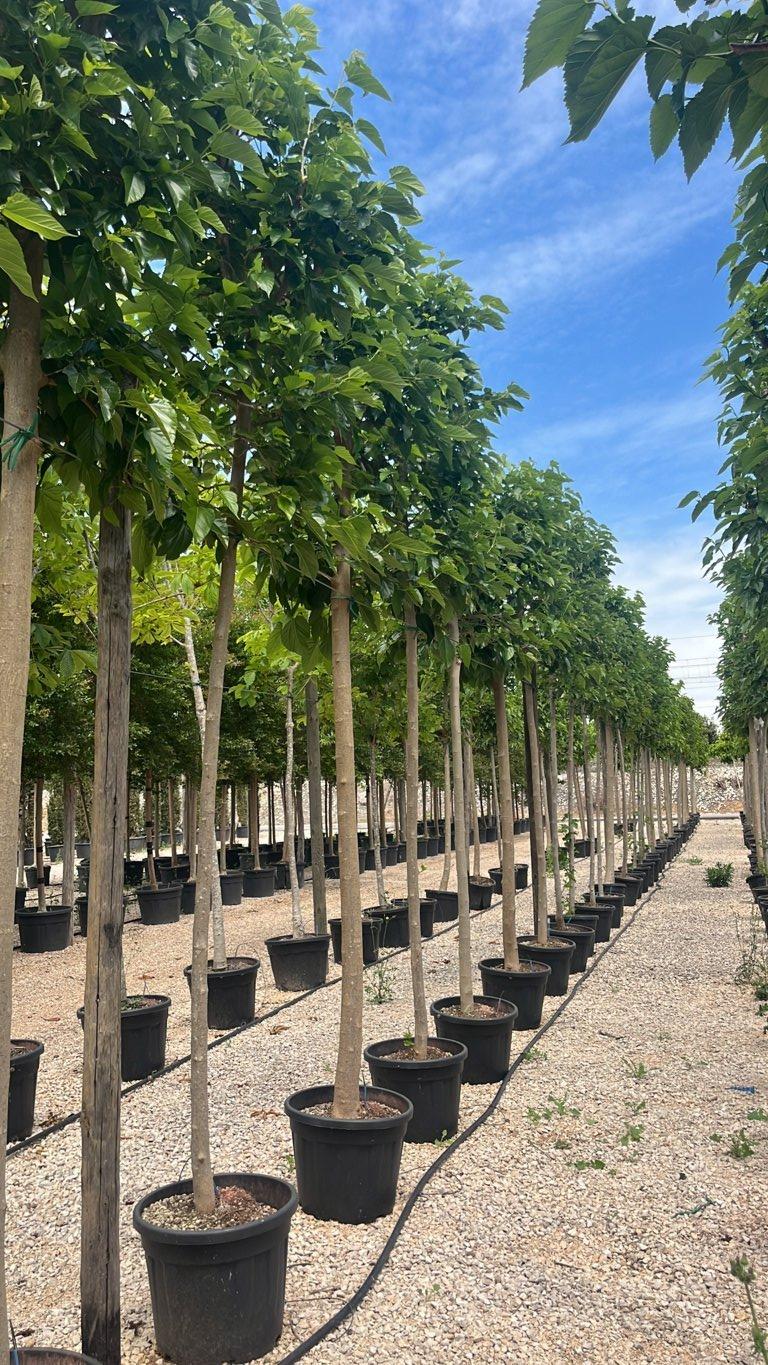 MORUS PLATANIFOLIA FRUITLESS Gelso sterile