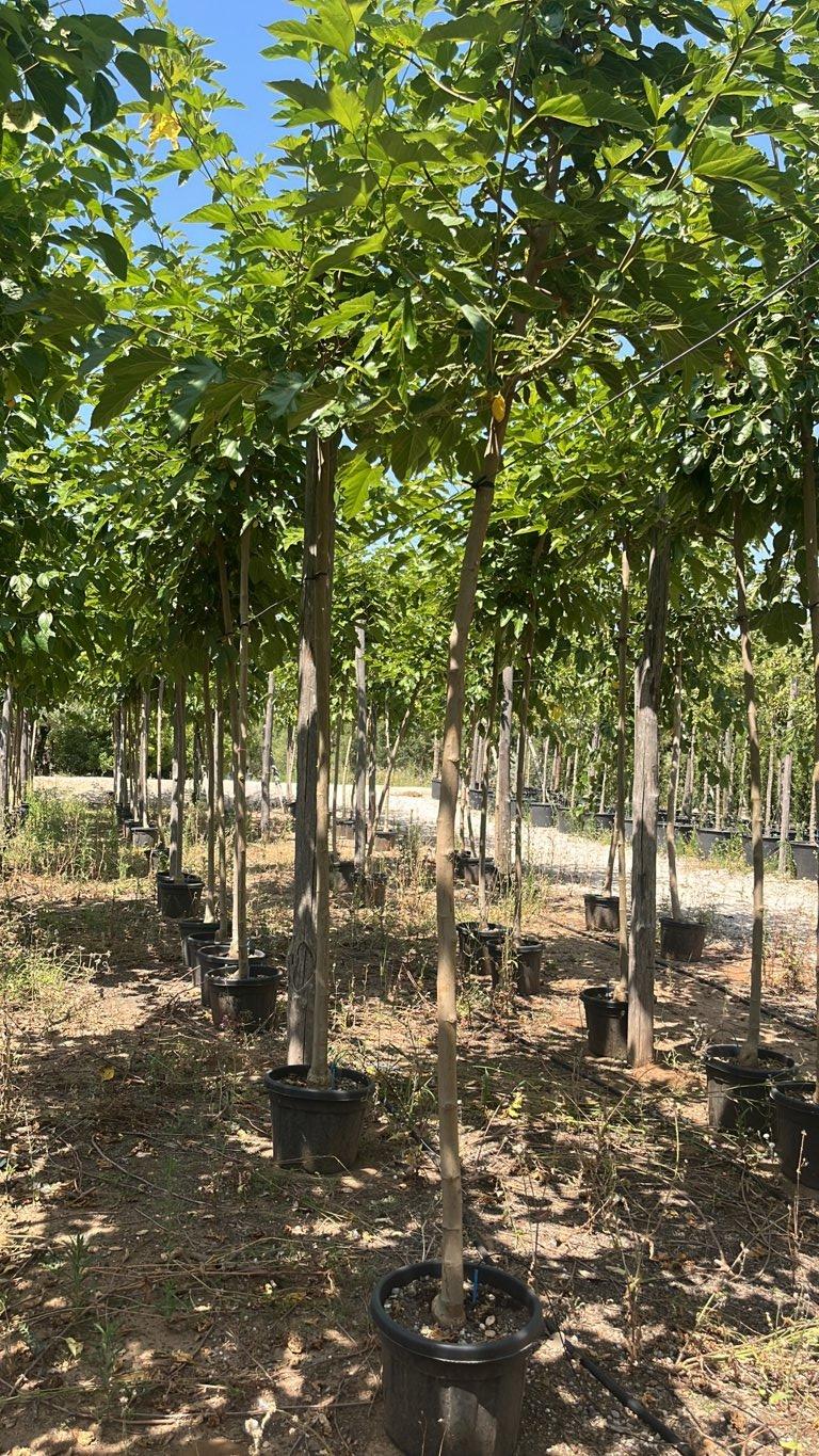 MORUS PLATANIFOLIA FRUITLESS Gelso sterile