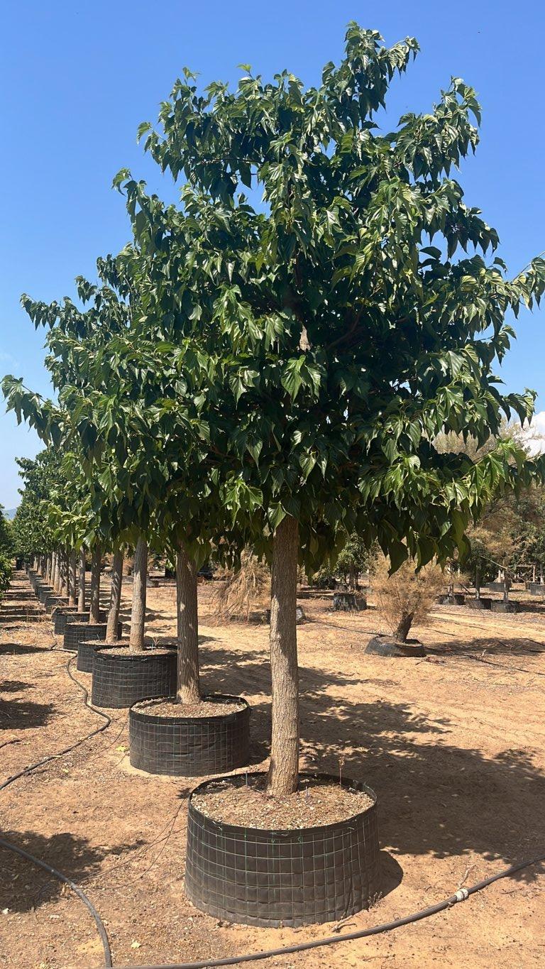 MORUS PLATANIFOLIA FRUITLESS Gelso sterile