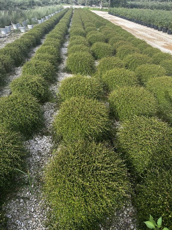 MUEHLENBECKIA COMPLEXA Muelenbechia