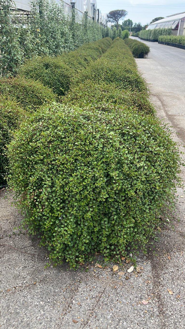 MUEHLENBECKIA COMPLEXA Muelenbechia