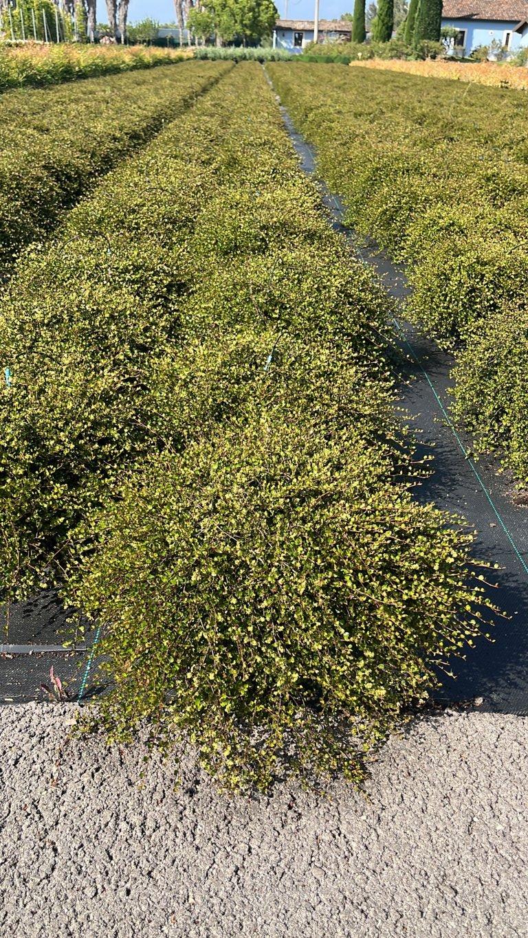 MUEHLENBECKIA COMPLEXA Muelenbechia