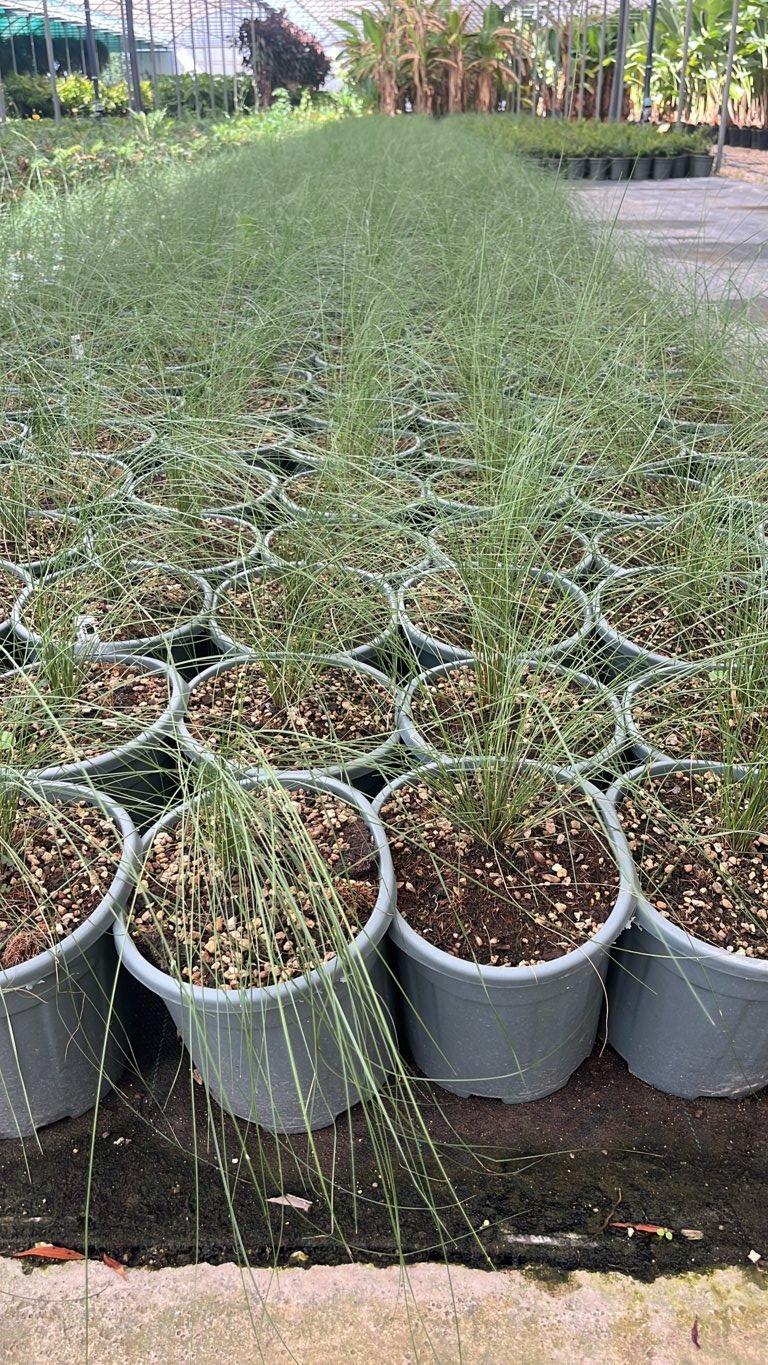 MUHLENBERGIA CAPILLARIS erba dai capelli rosa