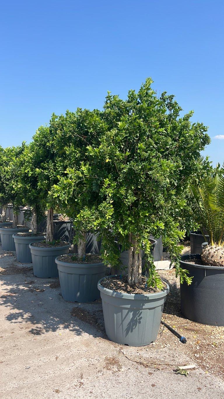 MURRAYA PANICULATA Gelsomino arancio