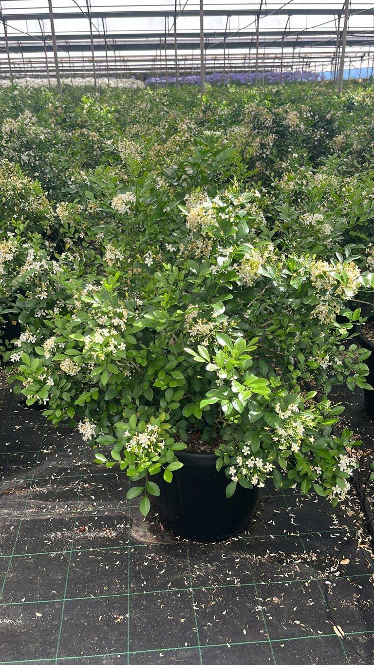 MURRAYA PANICULATA Gelsomino arancio
