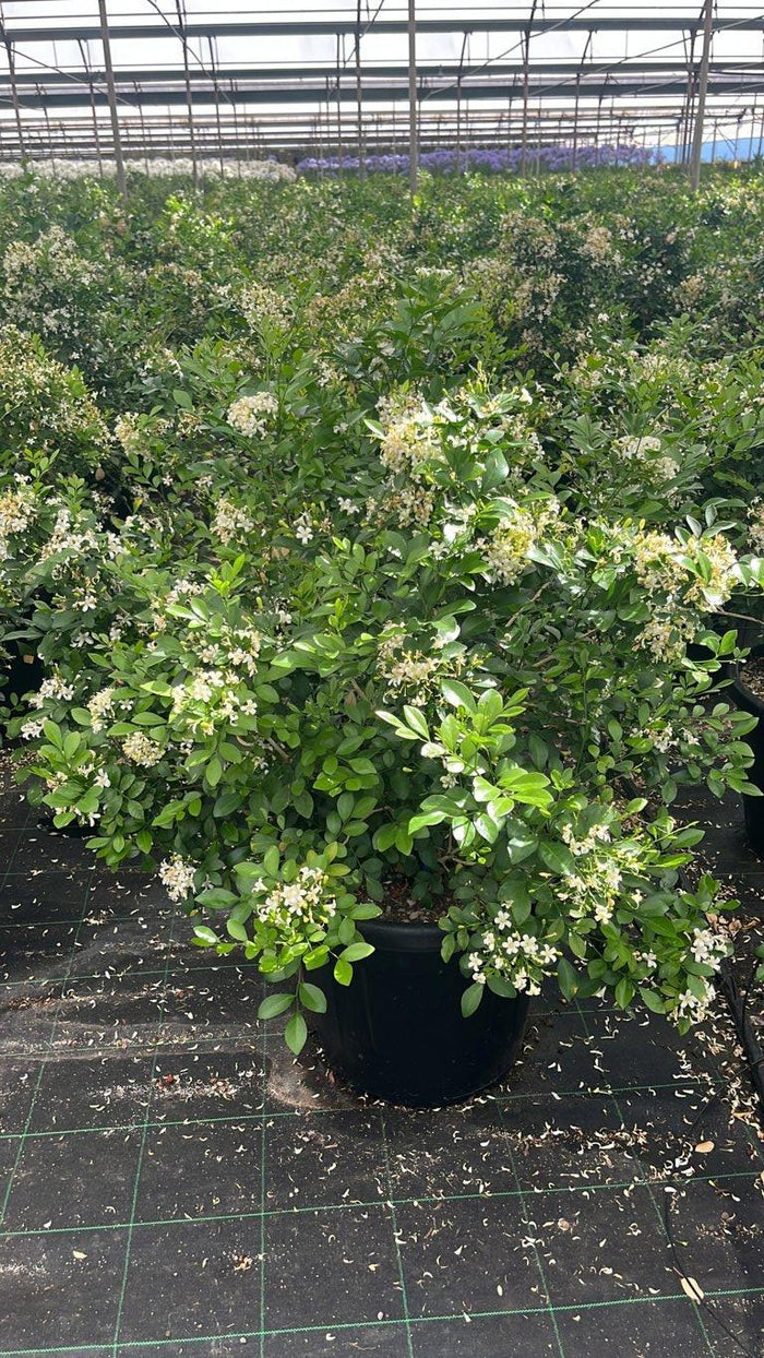 MURRAYA PANICULATA Gelsomino arancio