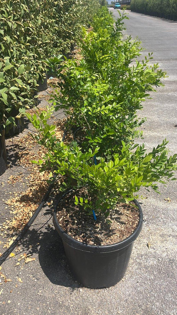 Murraya Paniculata (Arancio del Messico) — Cespuglio, vaso 25 litri