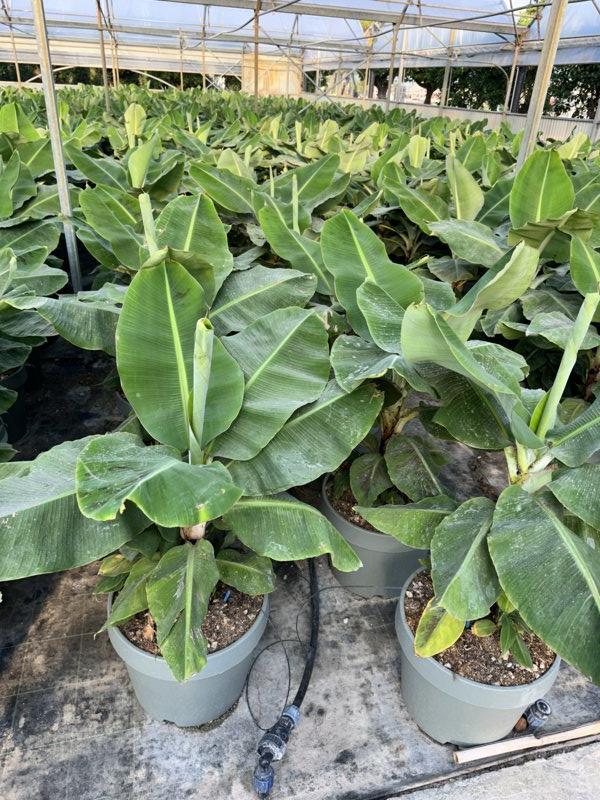 MUSA ACUMINATA DWARF CAVENDISH Banano Nano,  Musa Cavendish