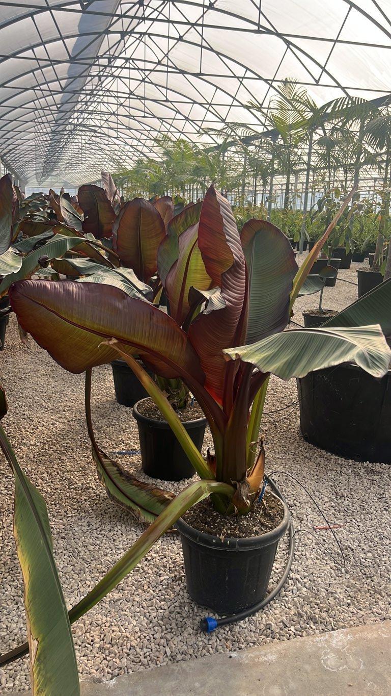 MUSA ENSETE MAURELII Bananier rosso, Banana ornamentale, Falso banano