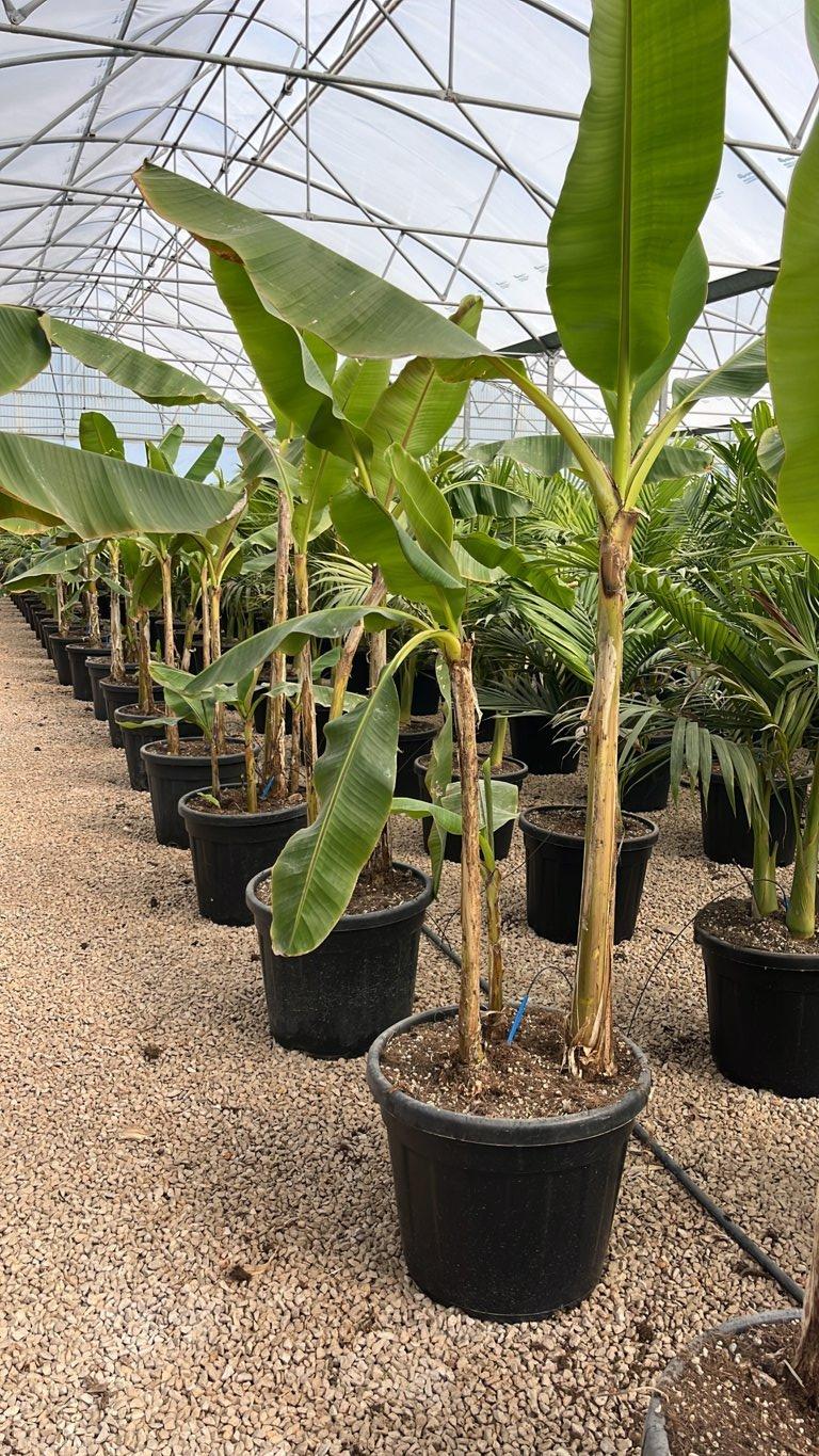MUSA SIKKIMENSIS RED TIGER Banano di Darjeeling,  Banano rosso