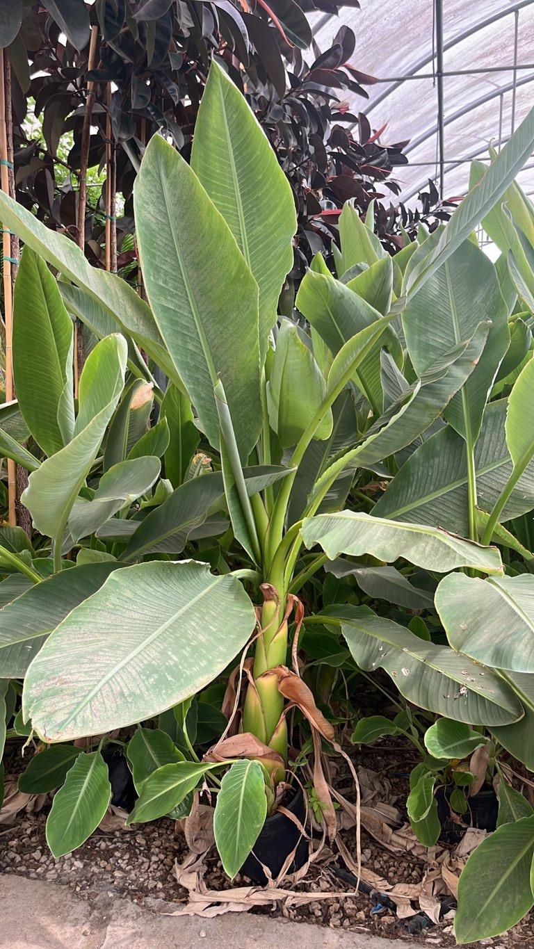 MUSELLA LASIOCARPA Banano a fiore giallo , Banana cinese