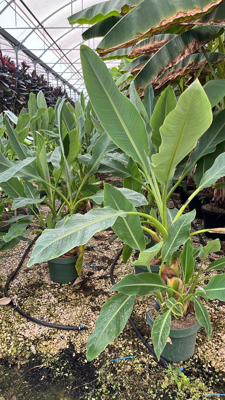 MUSELLA LASIOCARPA Banano a fiore giallo , Banana cinese