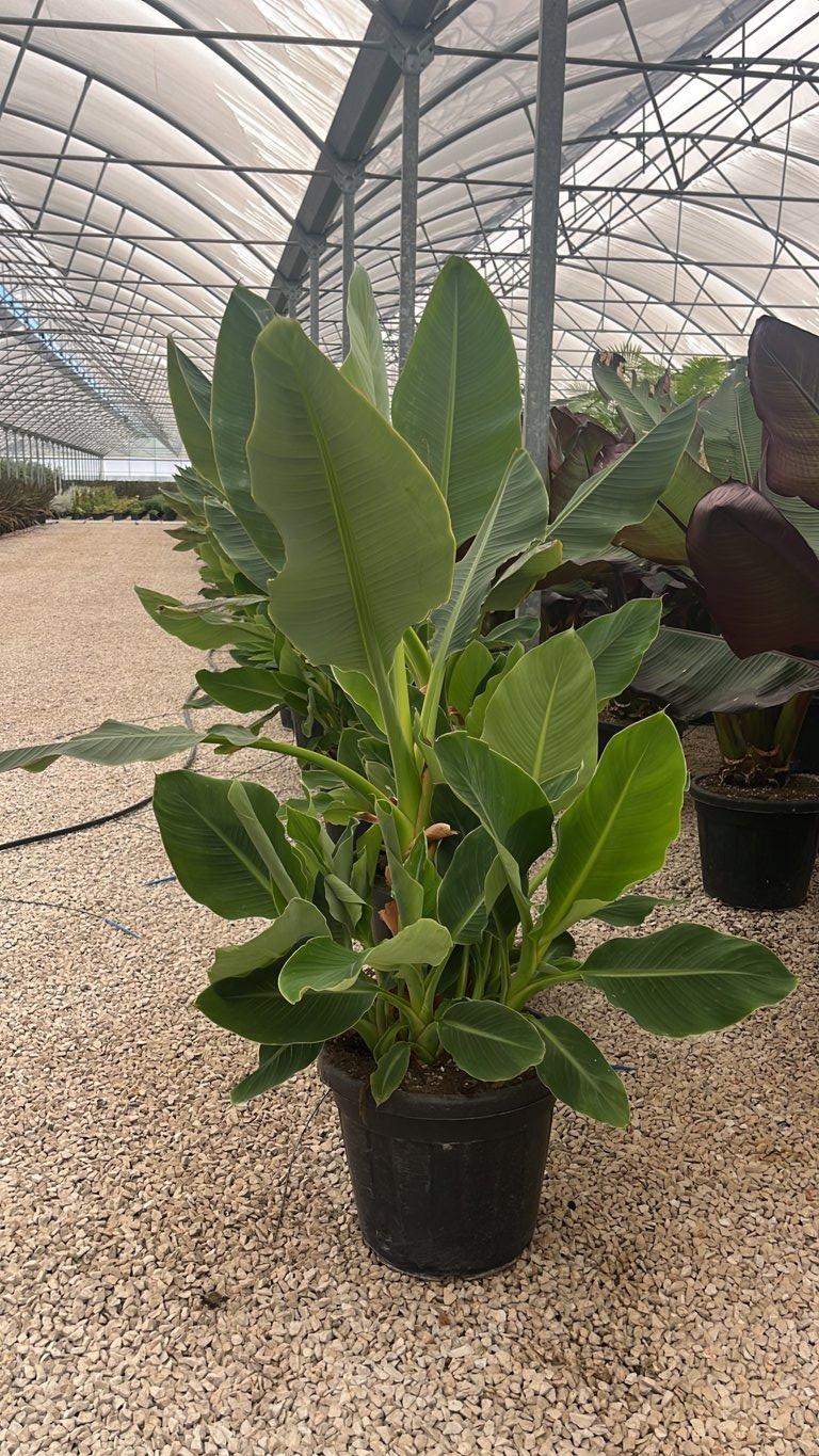 MUSELLA LASIOCARPA Banano a fiore giallo , Banana cinese