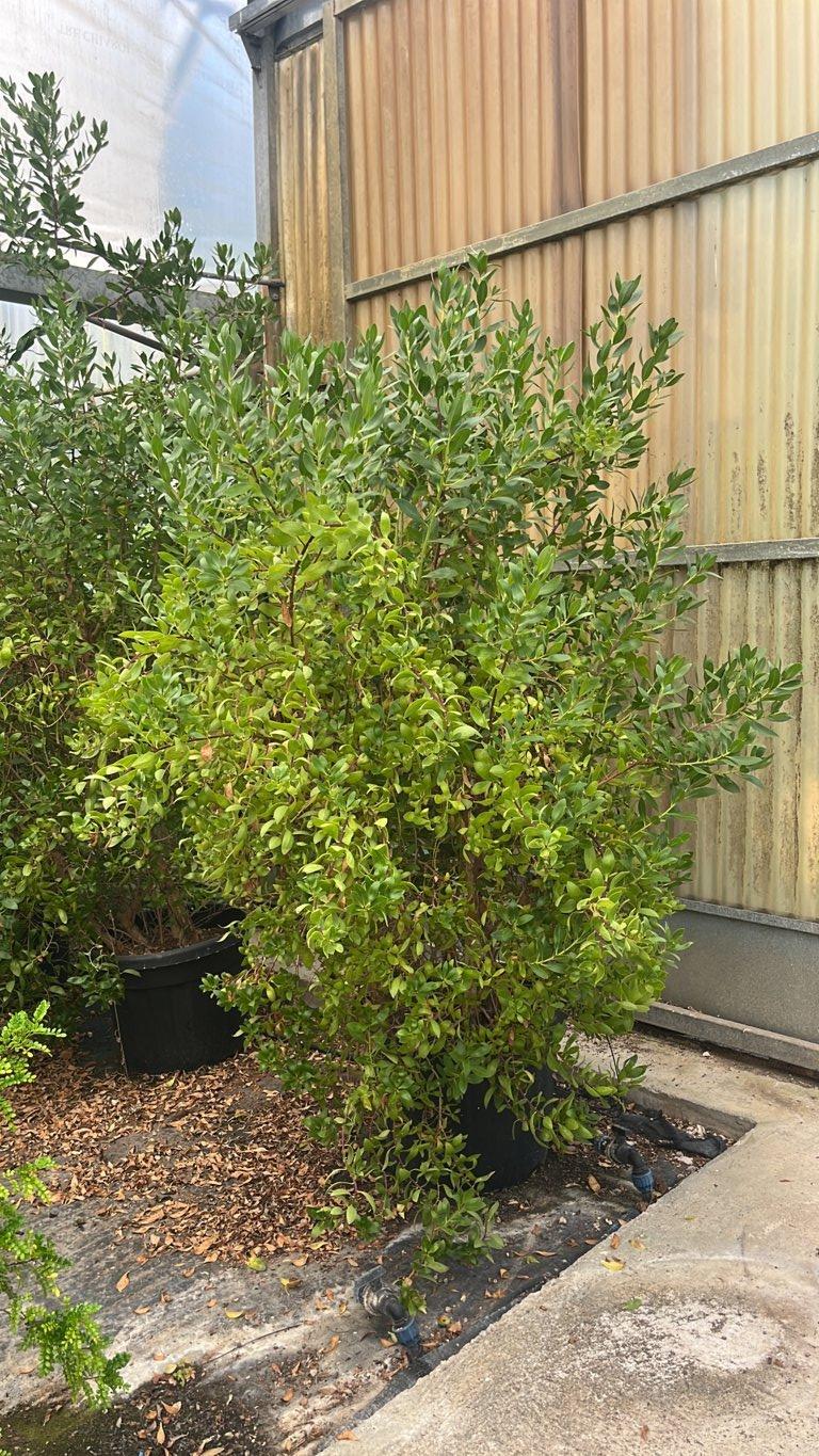 MYOPORUM LAETUM Mioporo lieto , Myoporum brillante