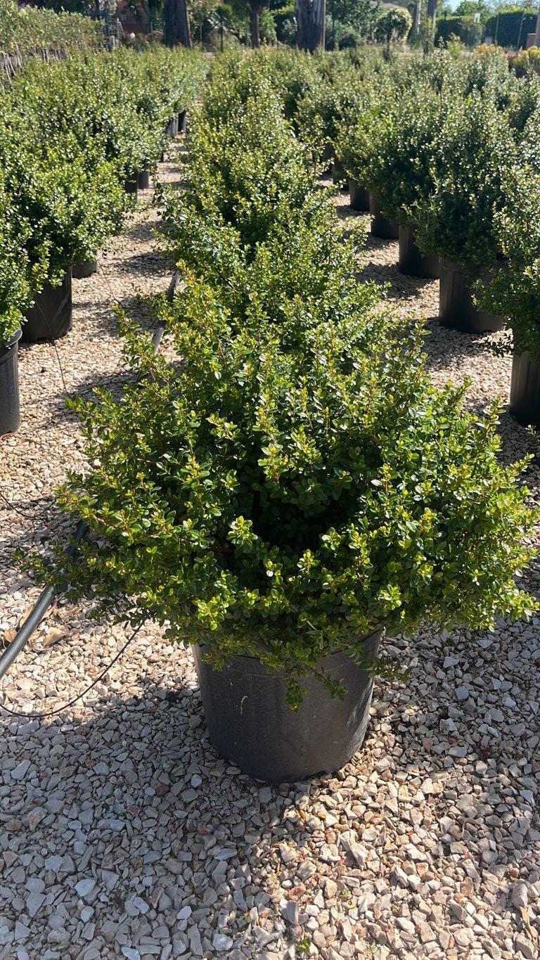 MYRSINE AFRICANA Mirto del capo