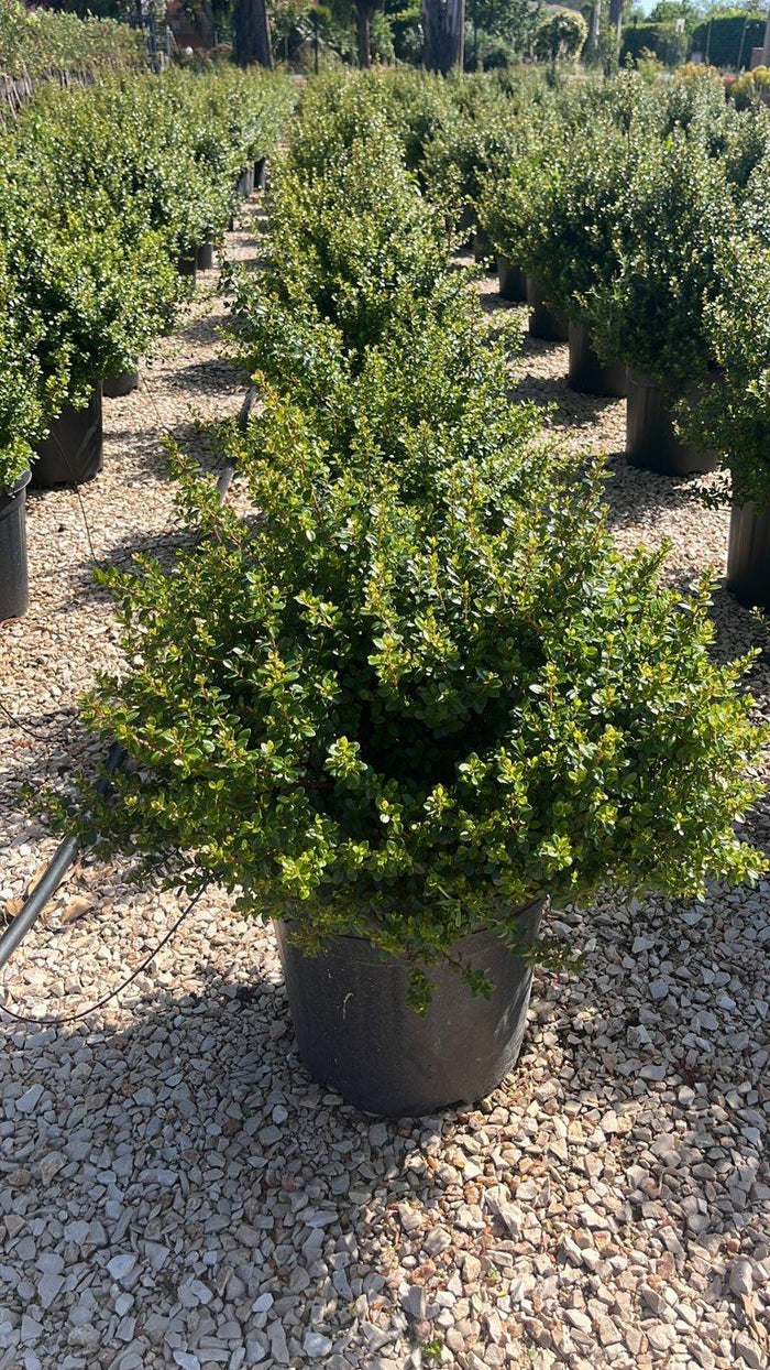 MYRSINE AFRICANA Mirto del capo