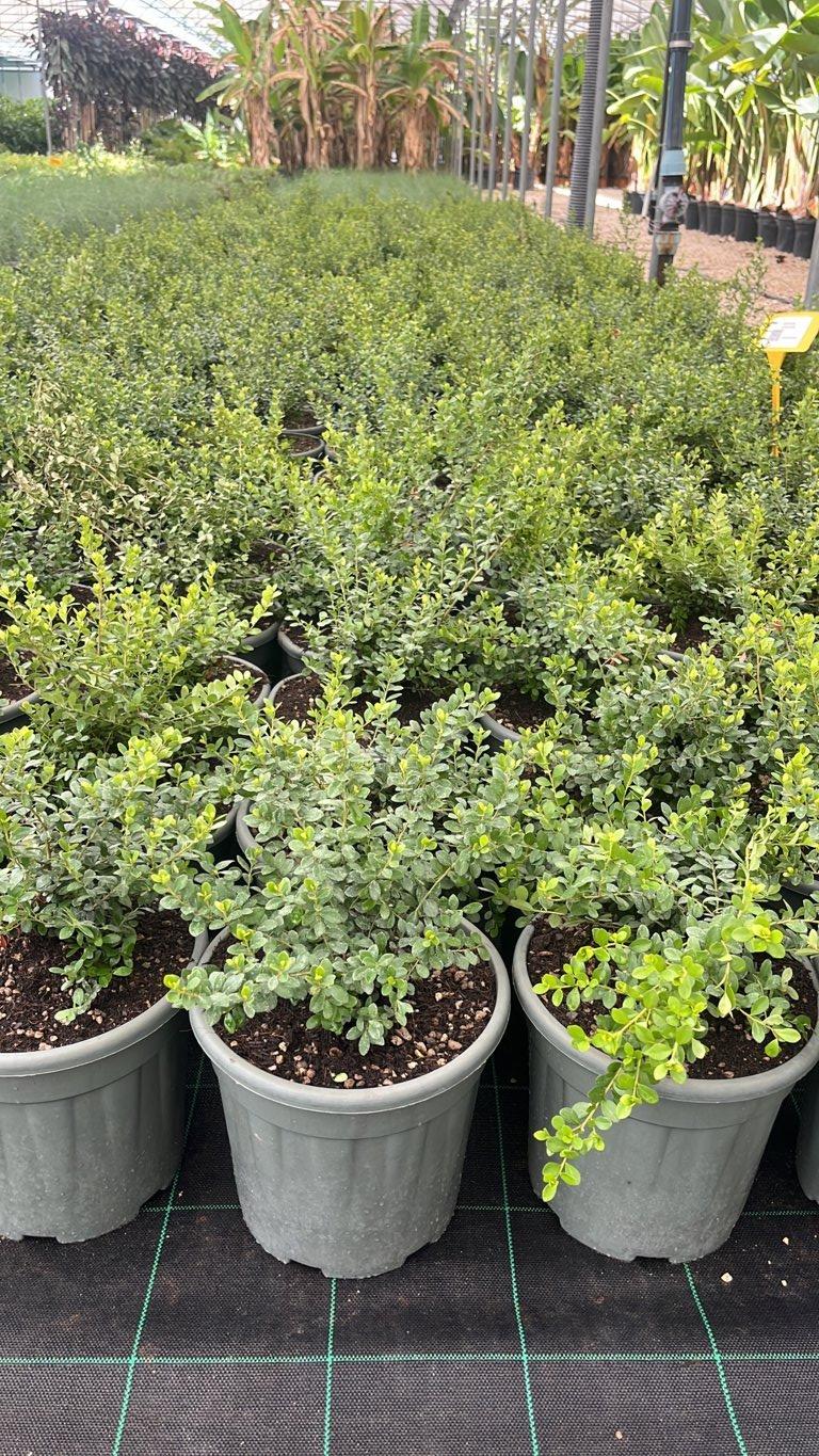 MYRSINE AFRICANA Mirto del capo