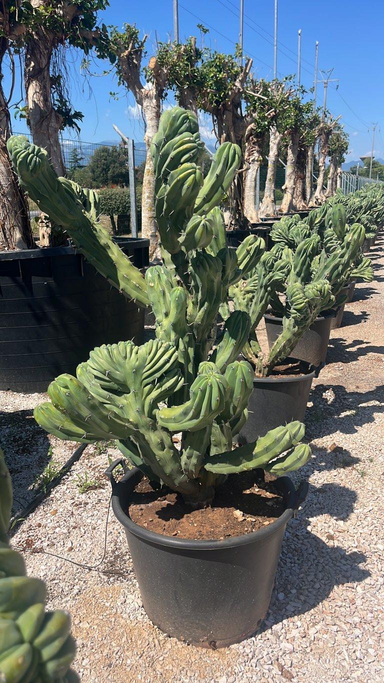 MYRTILLOCACTUS GEOMETRIZANS F. CRISTATA