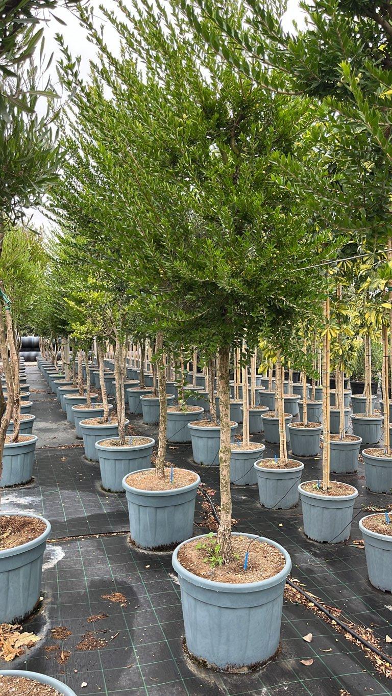MYRTUS COMMUNIS BIANCO Mirto