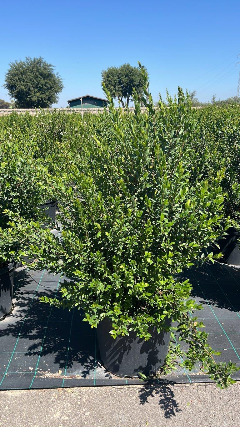 MYRTUS COMMUNIS BIANCO Mirto