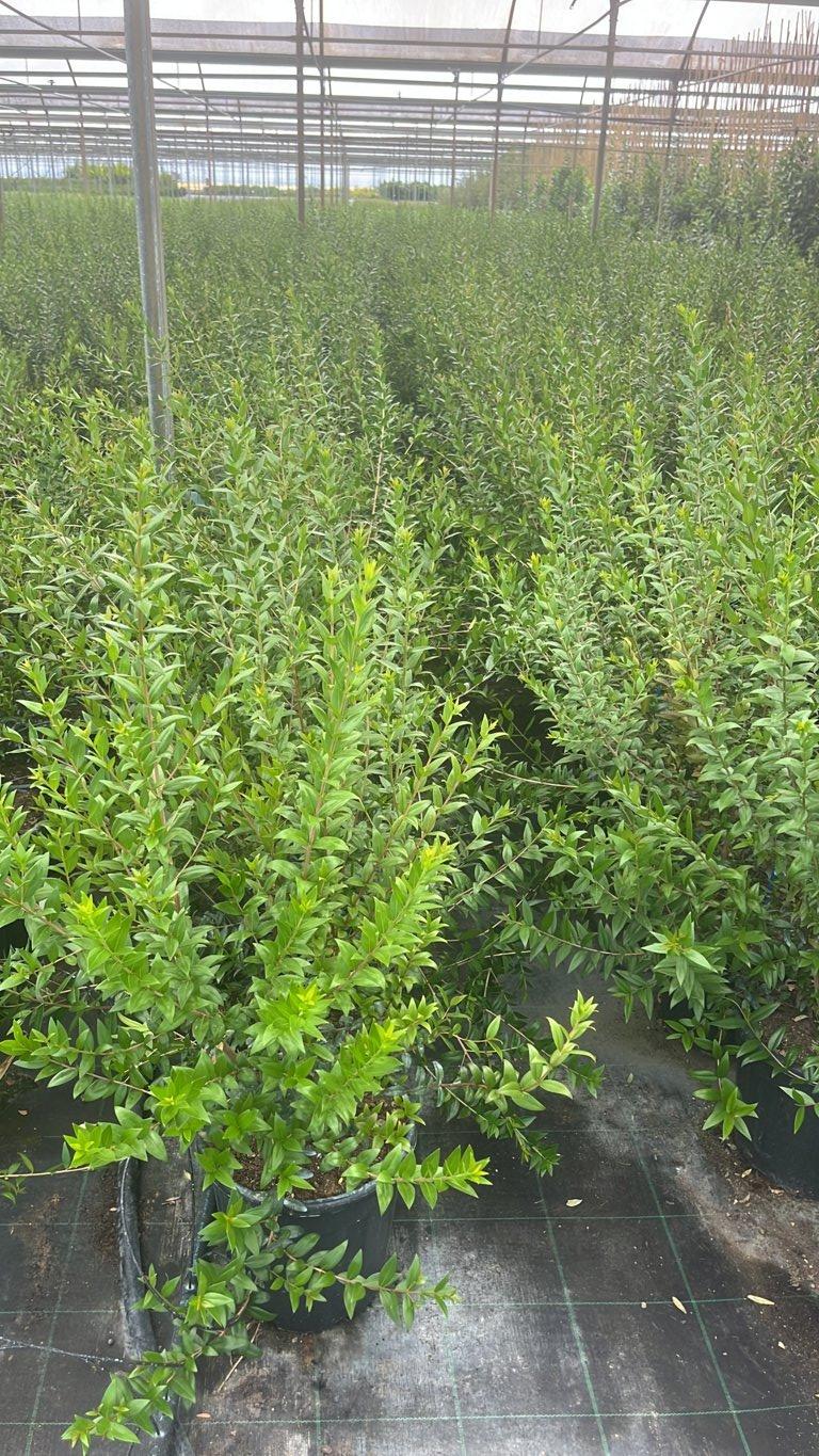 MYRTUS COMMUNIS BIANCO Mirto