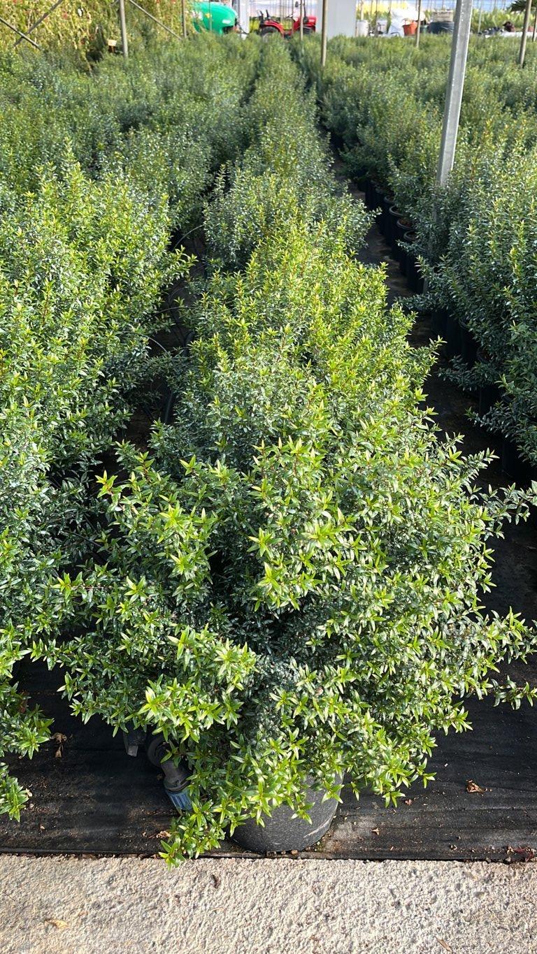 MYRTUS COMMUNIS MICROPHYLLA Mirto