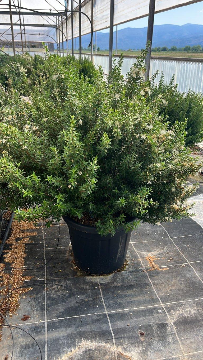 MYRTUS COMMUNIS MICROPHYLLA Mirto