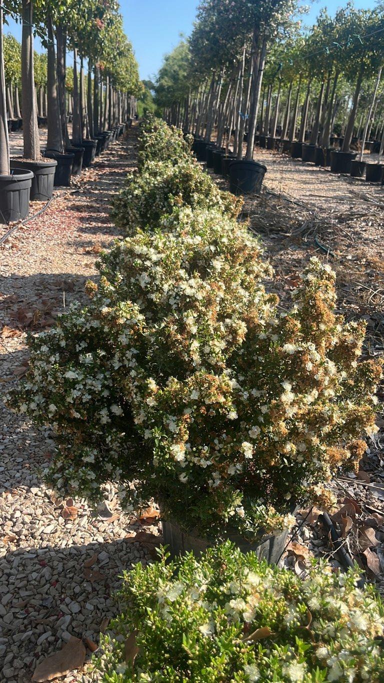 MYRTUS COMMUNIS MICROPHYLLA Mirto