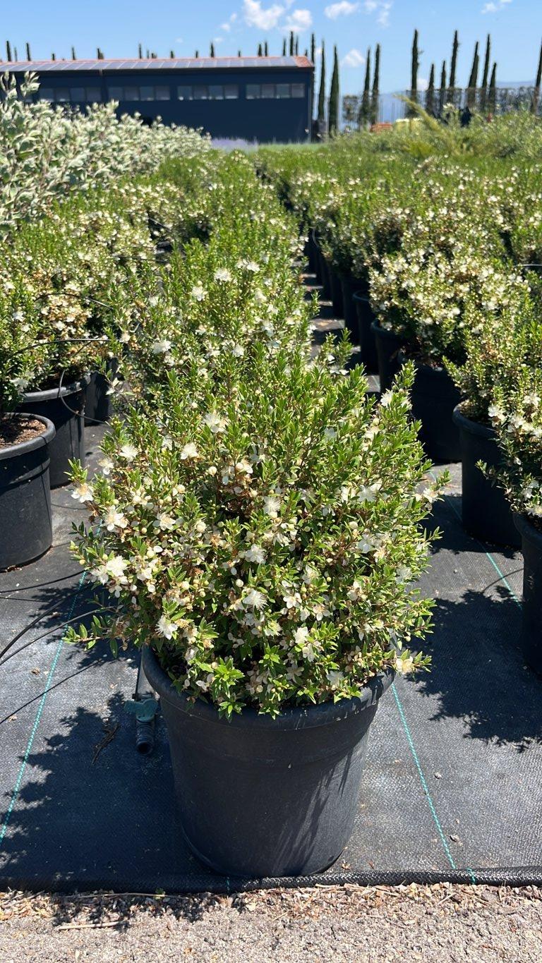 MYRTUS COMMUNIS MICROPHYLLA Mirto