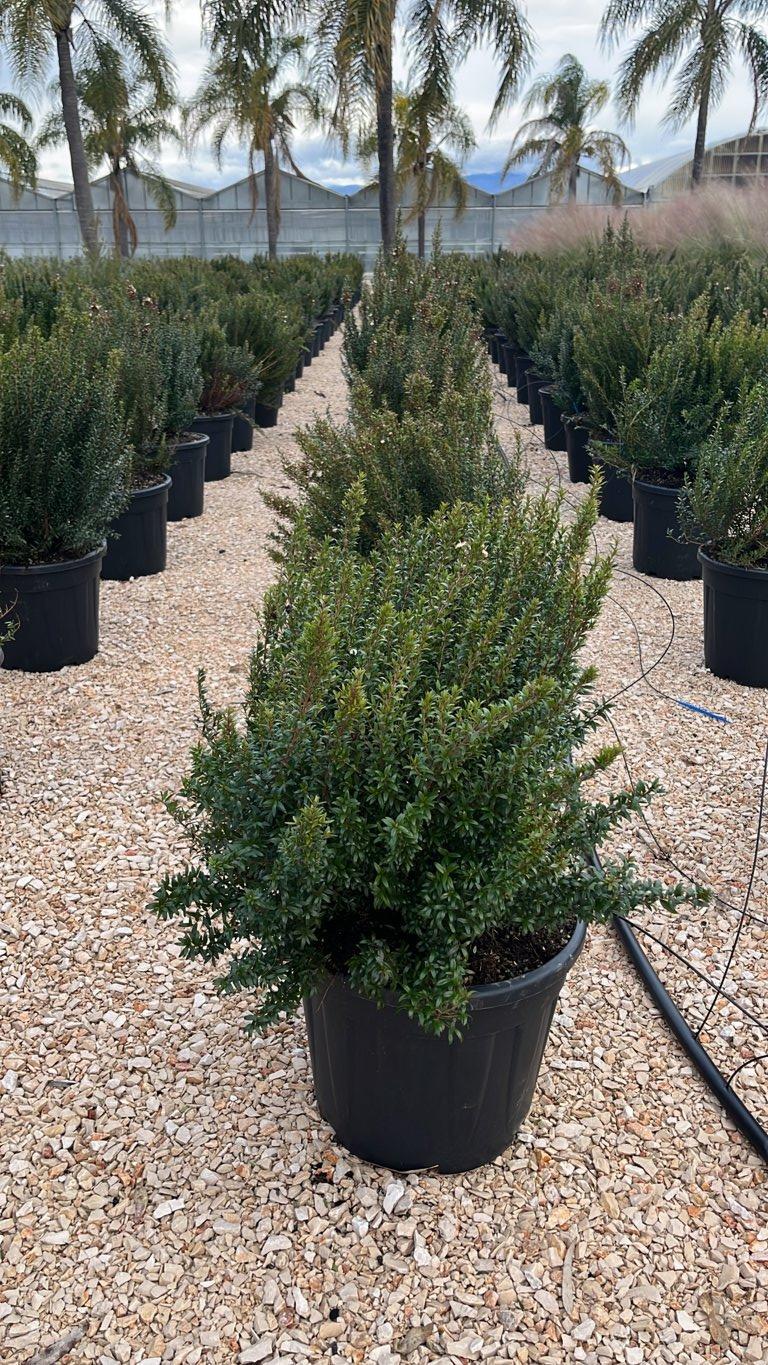 MYRTUS COMMUNIS MICROPHYLLA Mirto