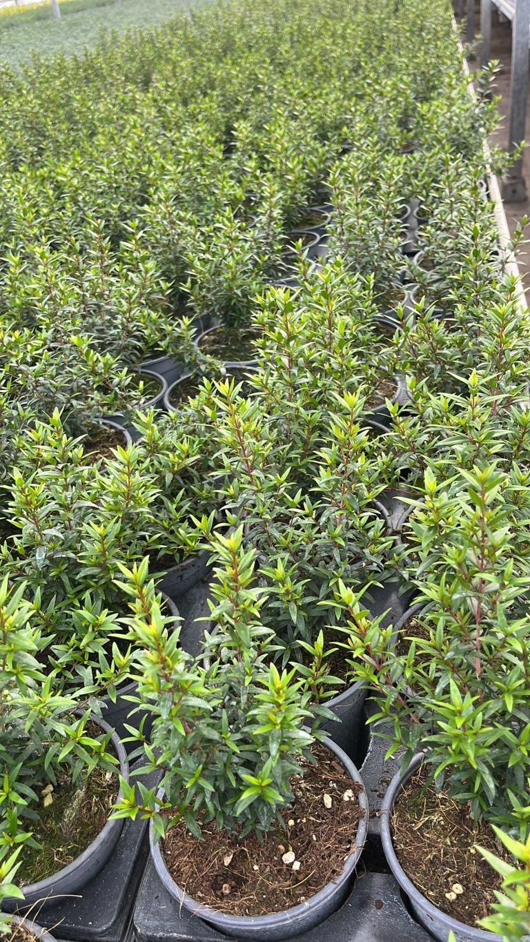MYRTUS COMMUNIS MICROPHYLLA Mirto