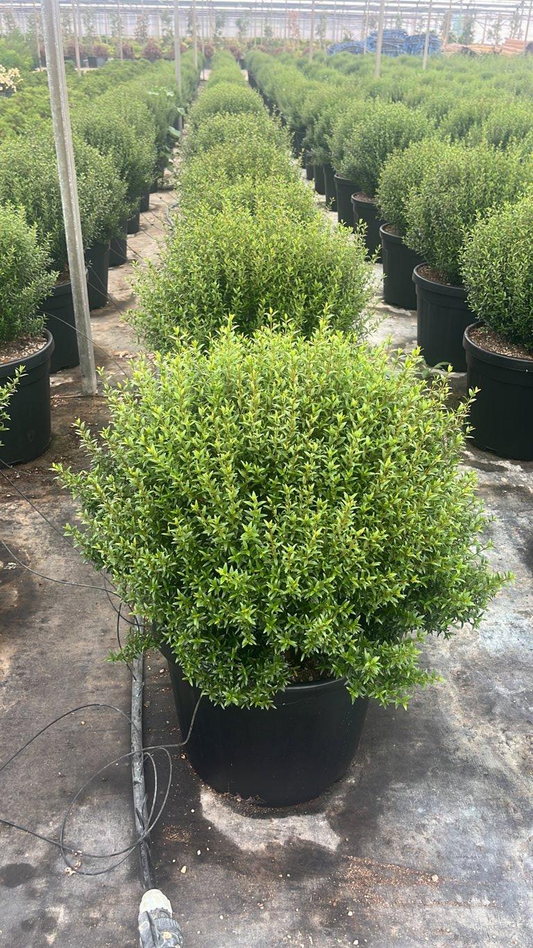 MYRTUS COMMUNIS MICROPHYLLA Mirto